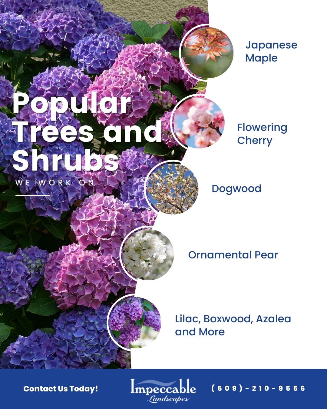 infographic listing popular trees and shrubs that are trimmed and pruned