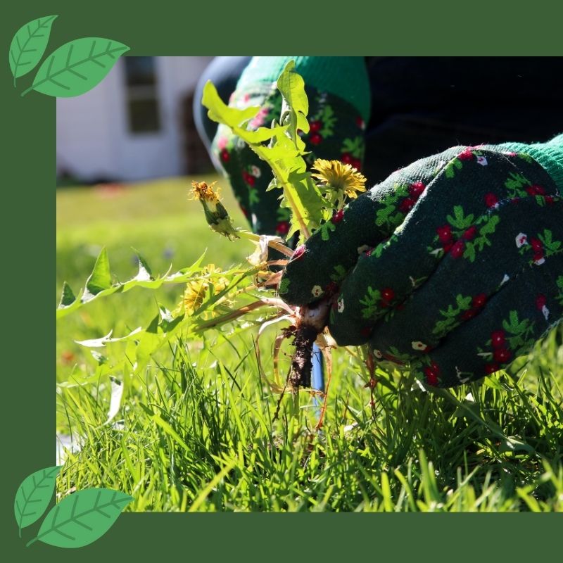 person wearing gloves pulling a weed from the lawn