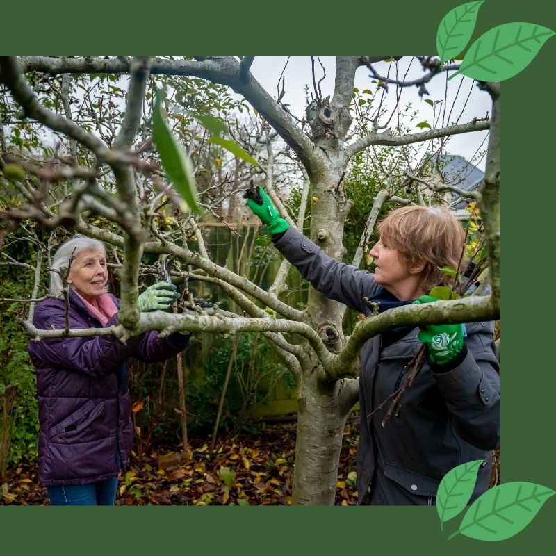 two woman pruning a tree together, getting rid of small or dead branches