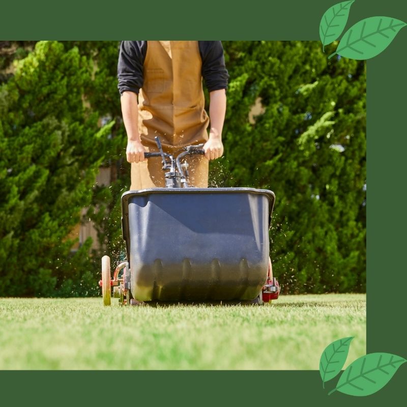 fertilizer being put on lawn